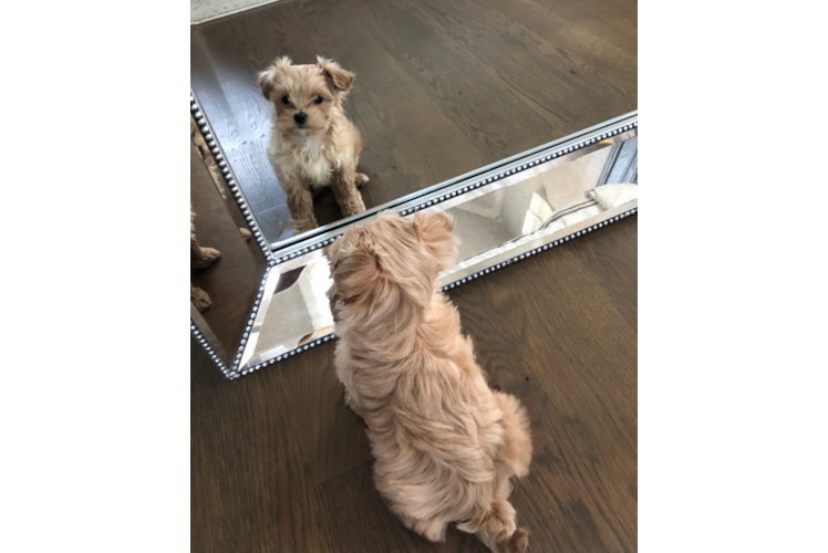 Hypoallergenic Maltese Poodle Poodle Mix Puppy