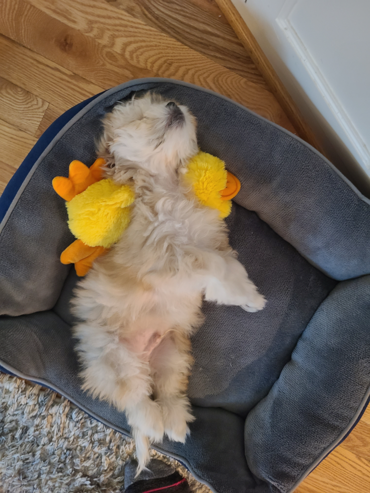 Happy Teddy Bear Pup