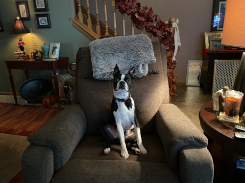 Playful Boston Terrier Pup
