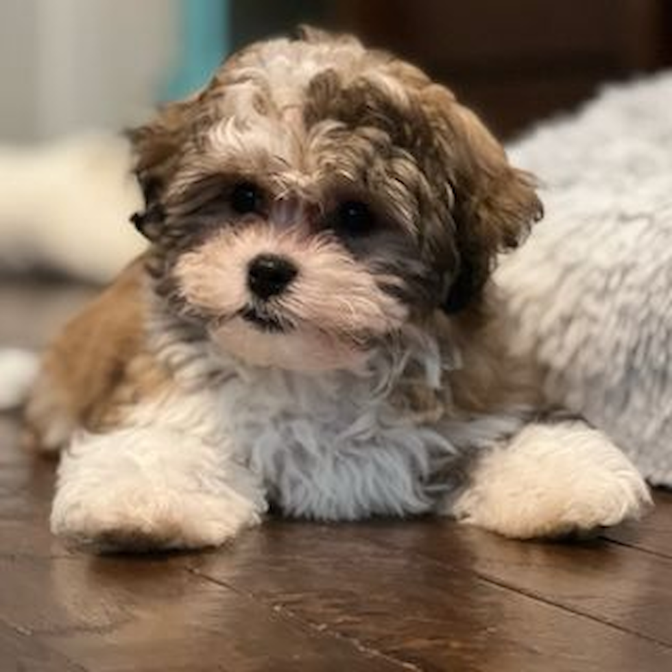 Hypoallergenic Shichon Designer Pup