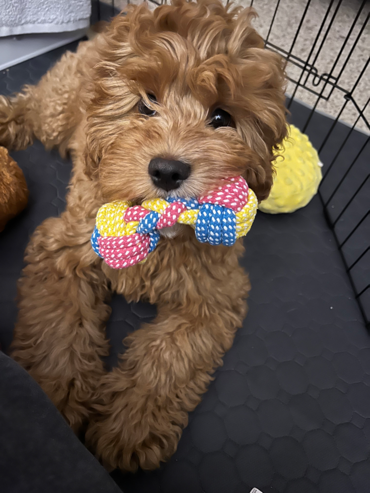 Sweet Cavapoo Pup in
