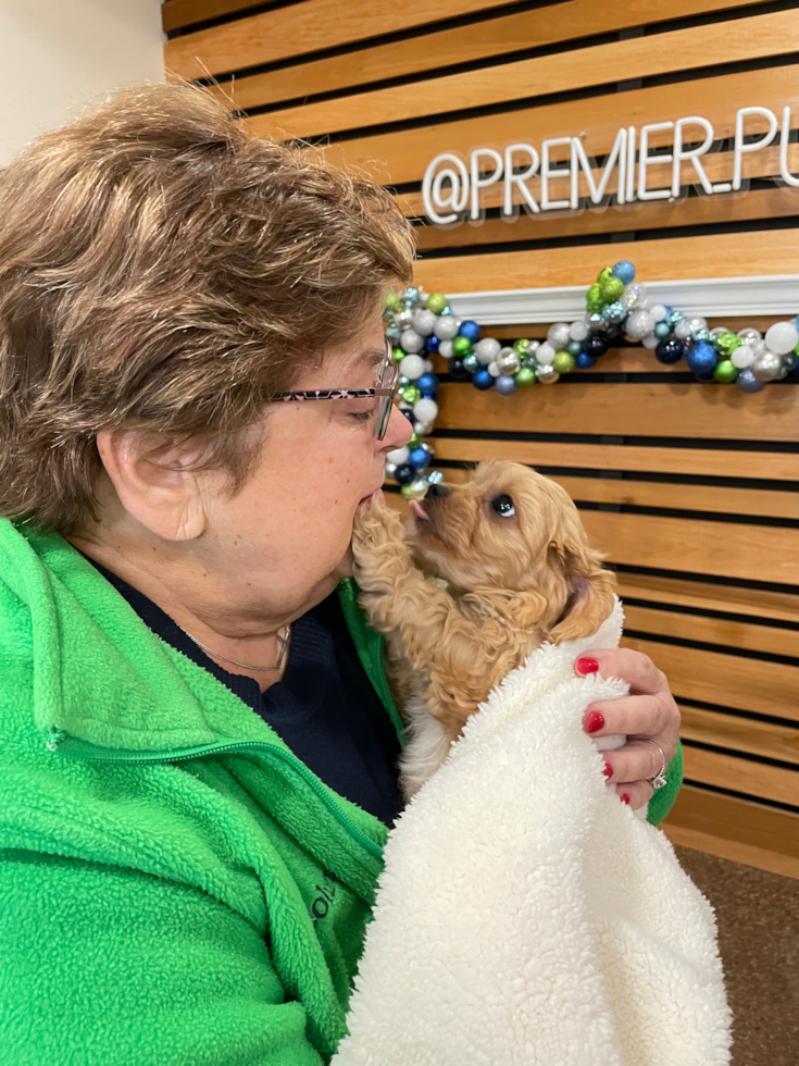 Popular Cavachon Designer Pup