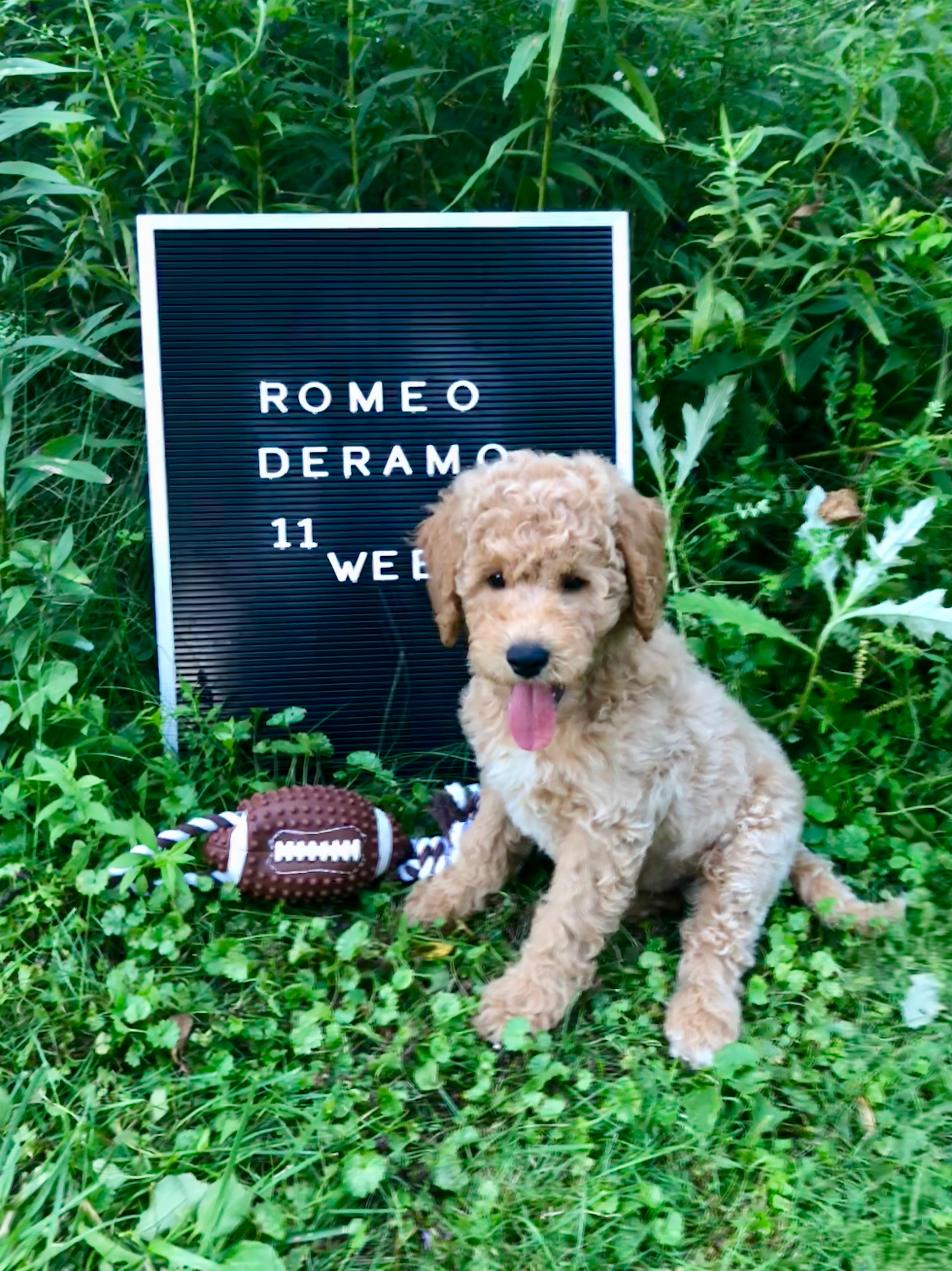 Mini Goldendoodle Puppy for Adoption