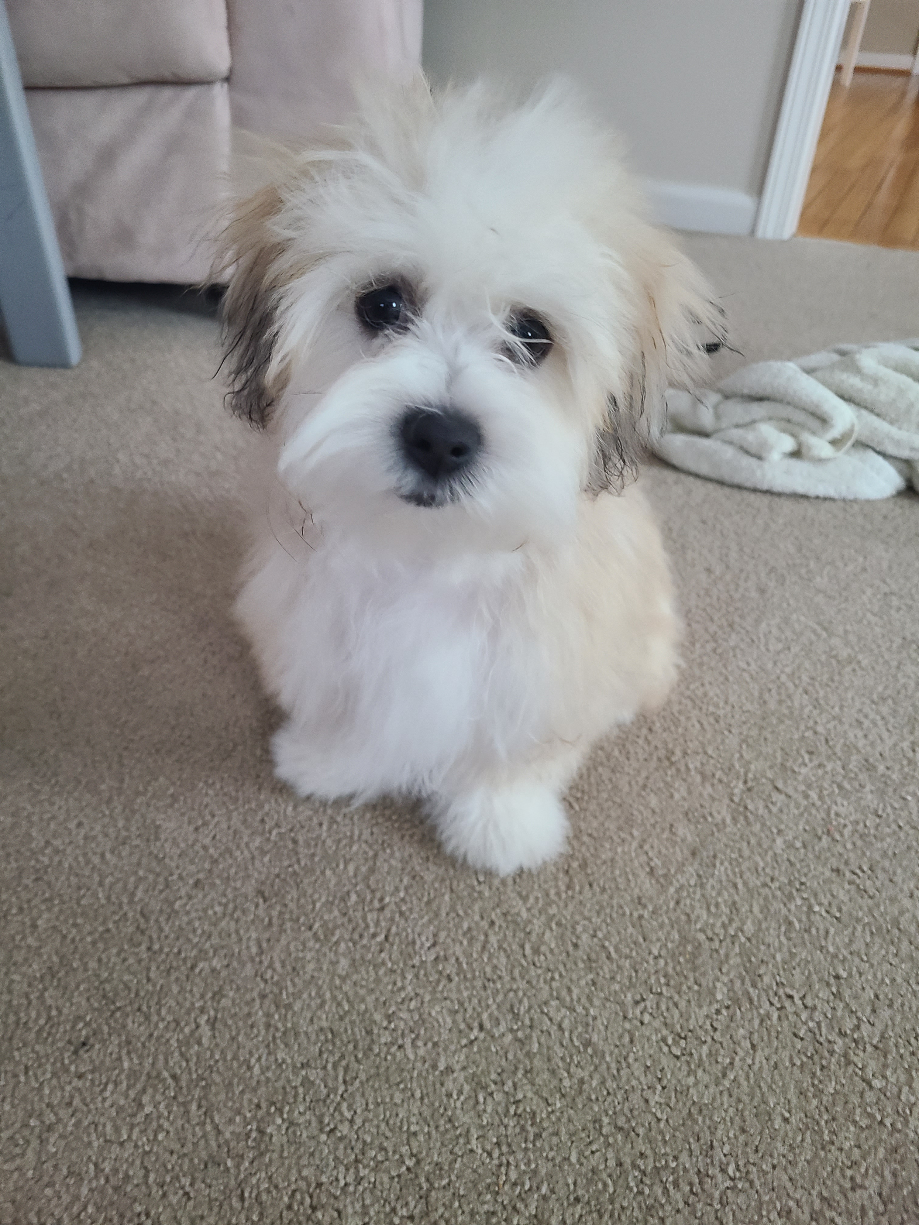 Teddy Bear Puppy for Adoption