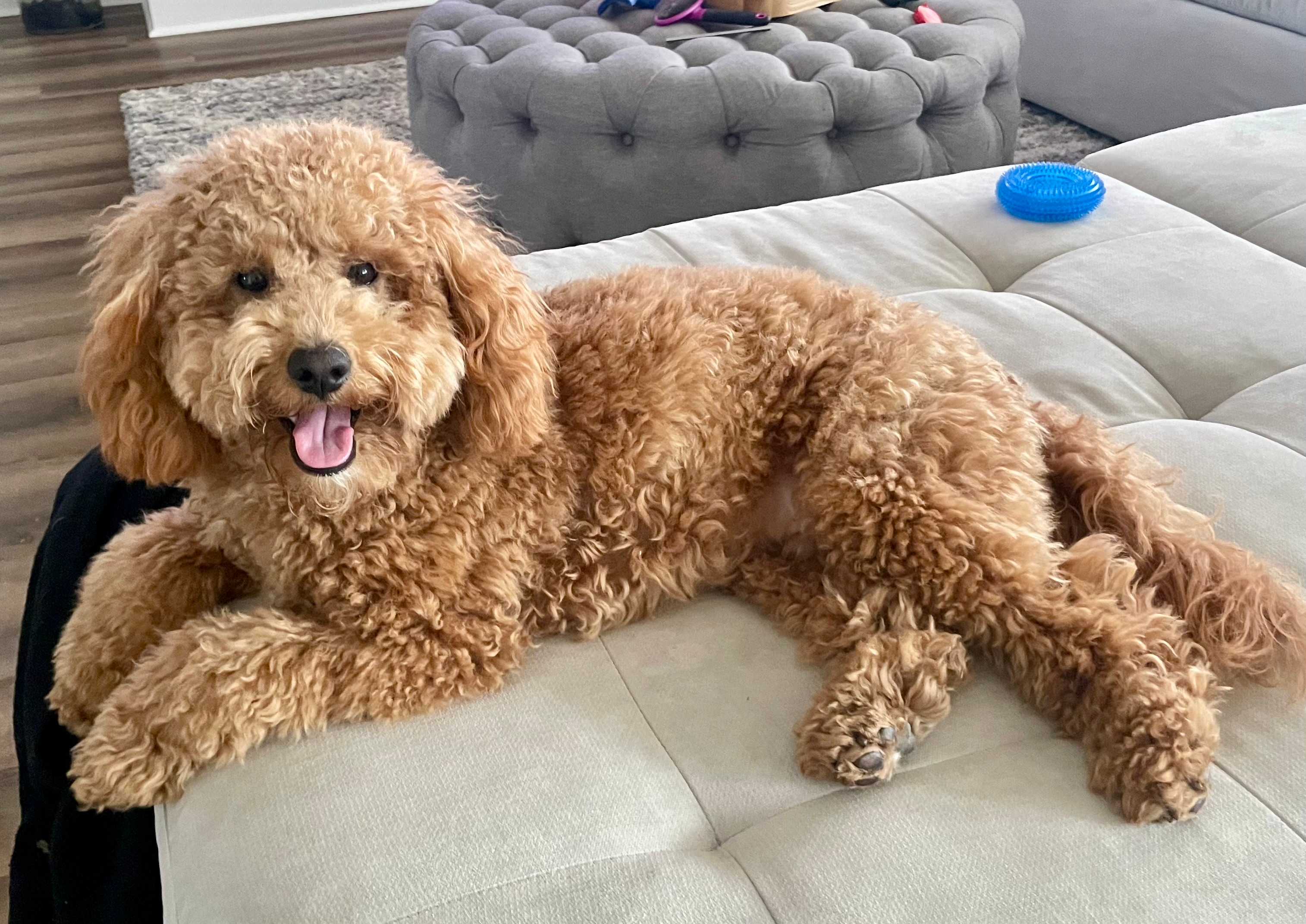 Funny Mini Goldendoodle Poodle Mix Pup