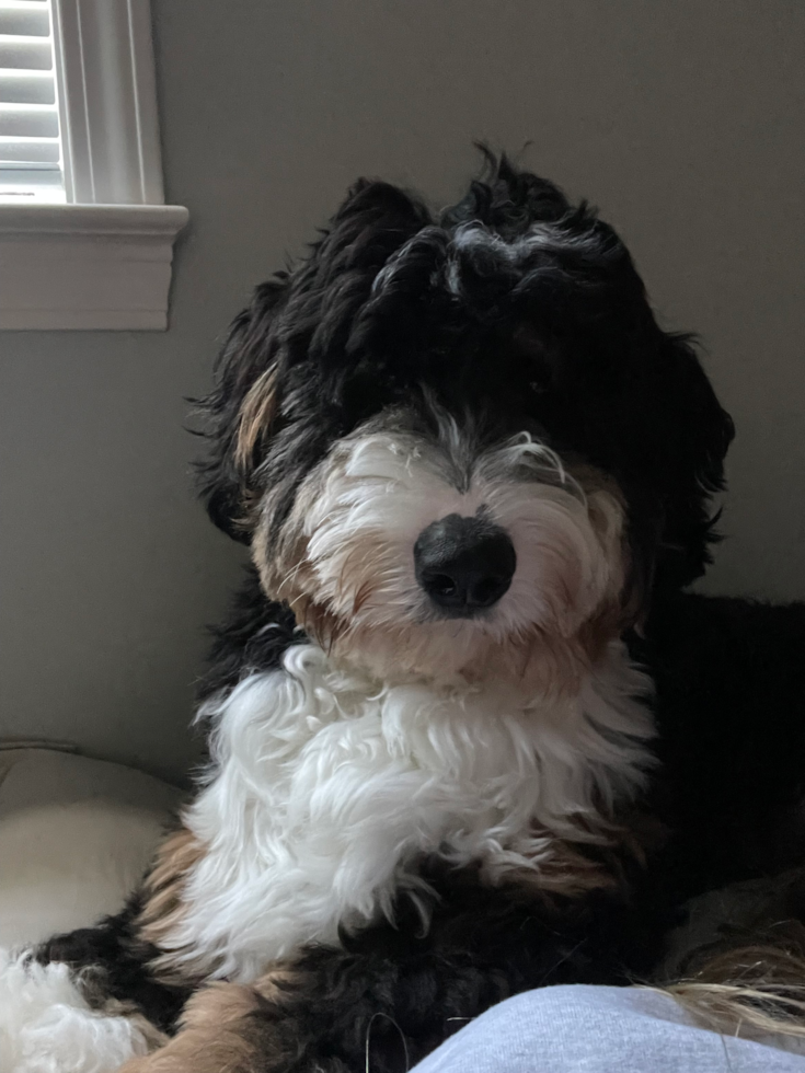 Energetic Mini Berniedoodle Poodle Mix Pup