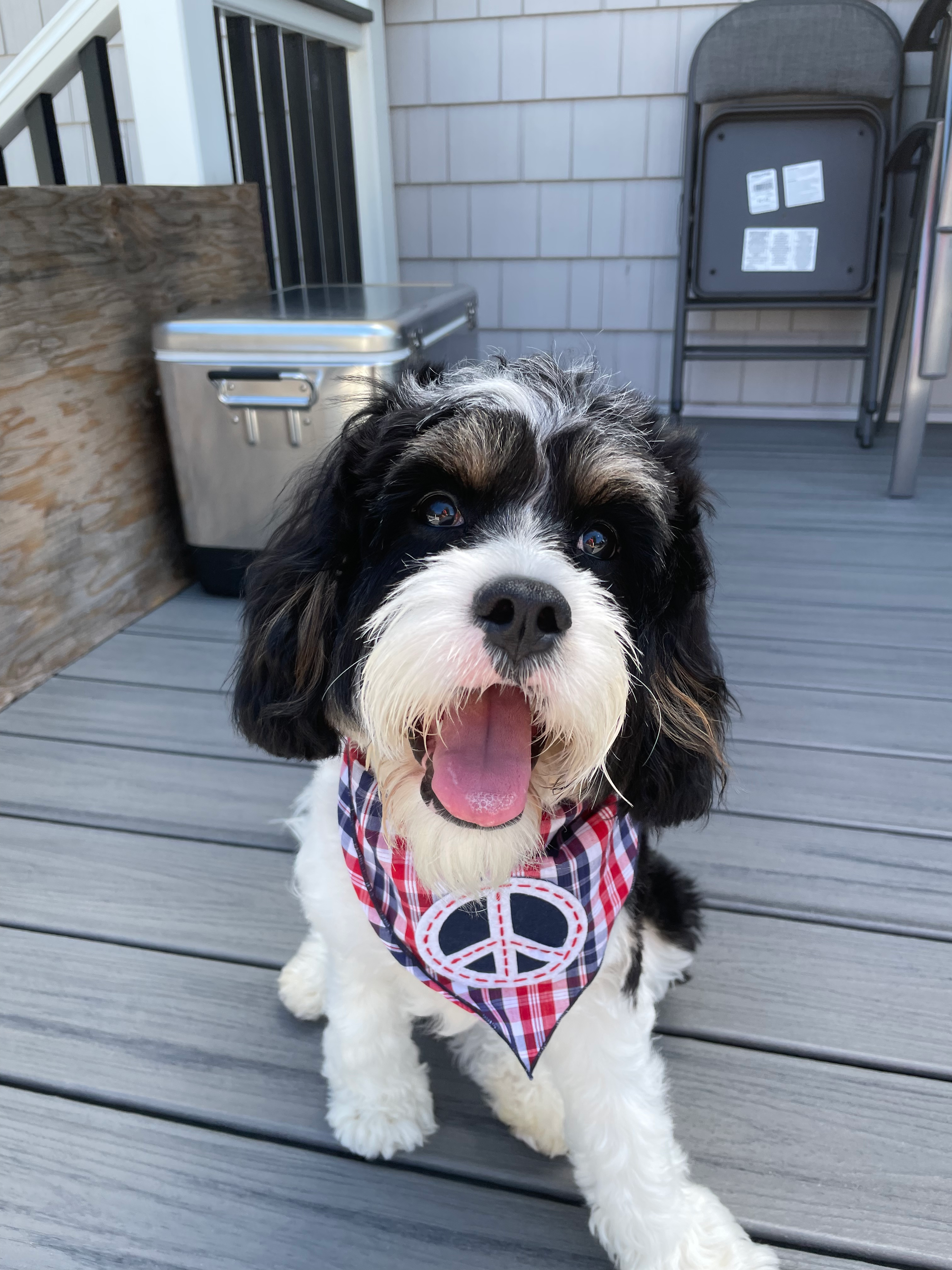 Smart Cavapoo Poodle Mix Pup