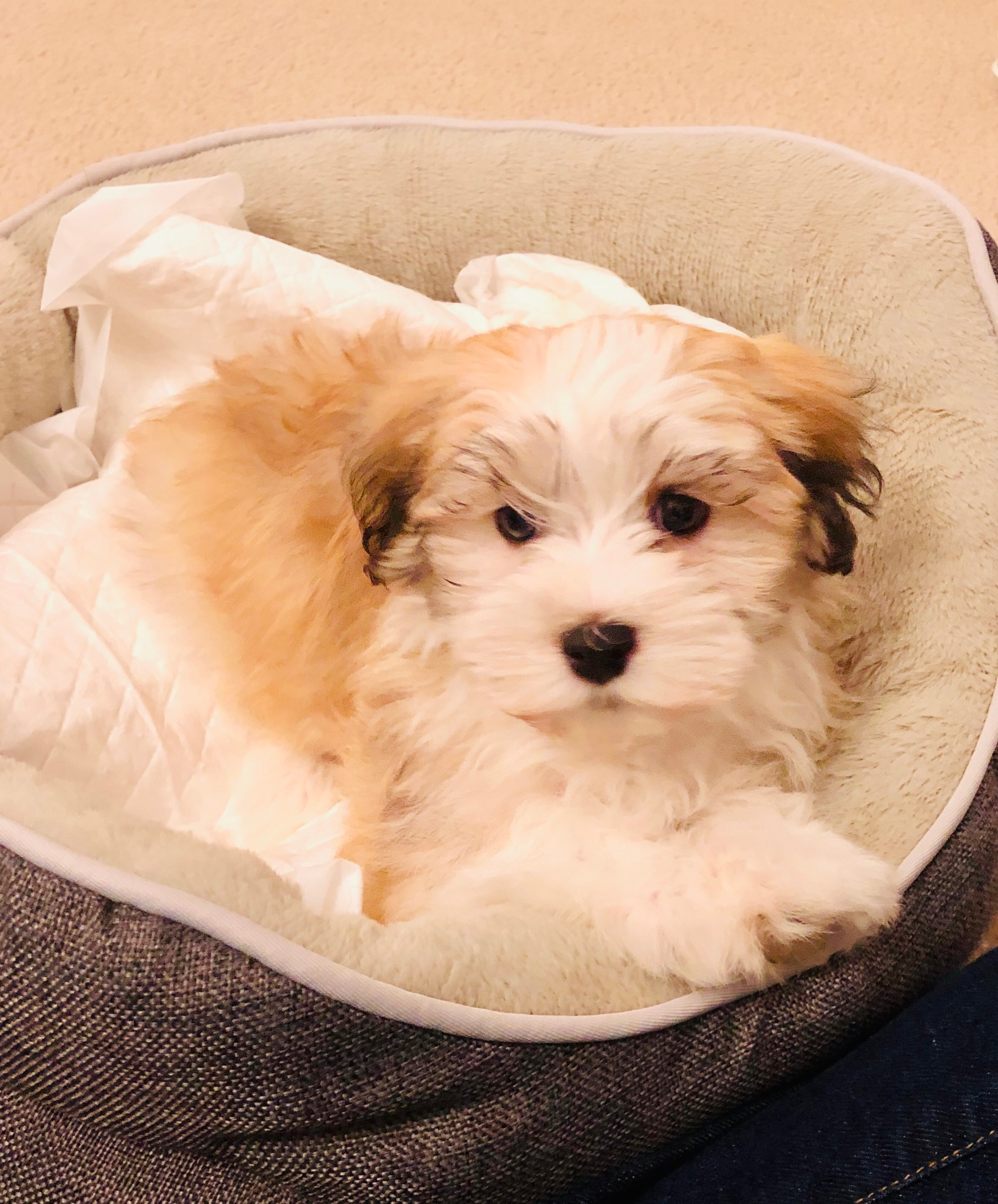 Havanese Pup Being Cute