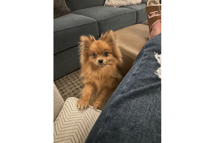 Akc Registered Pomeranian Purebred Pup