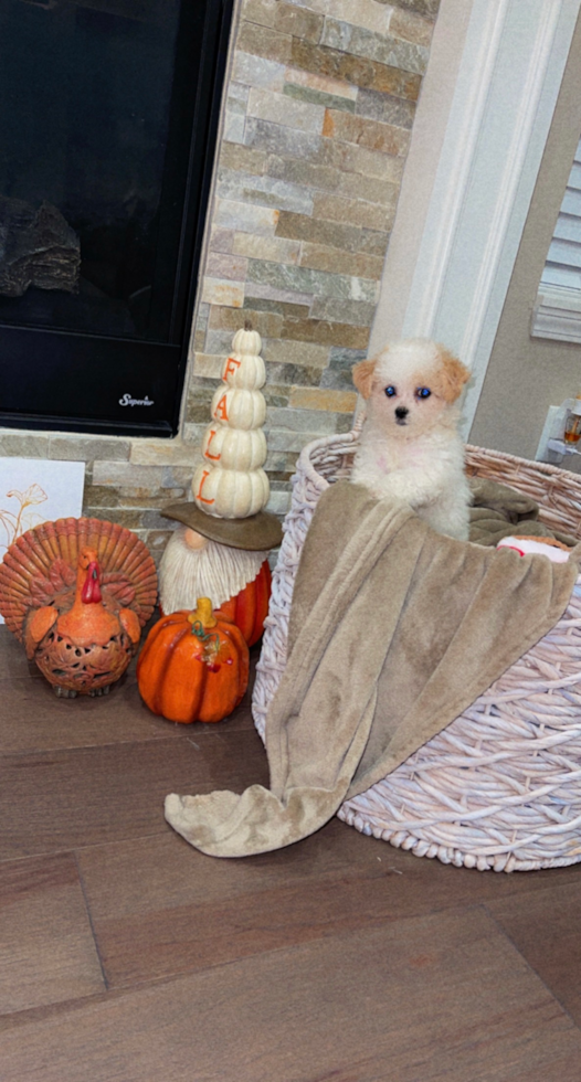 Rochester Hills Poochon Pup