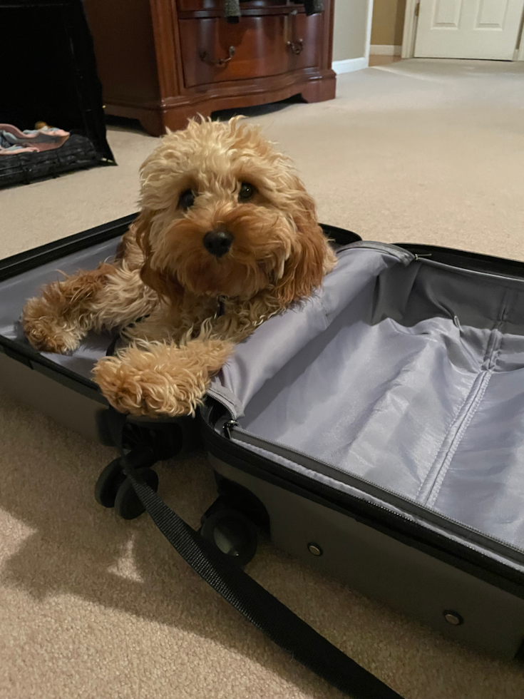 Sweet Cavapoo Pup