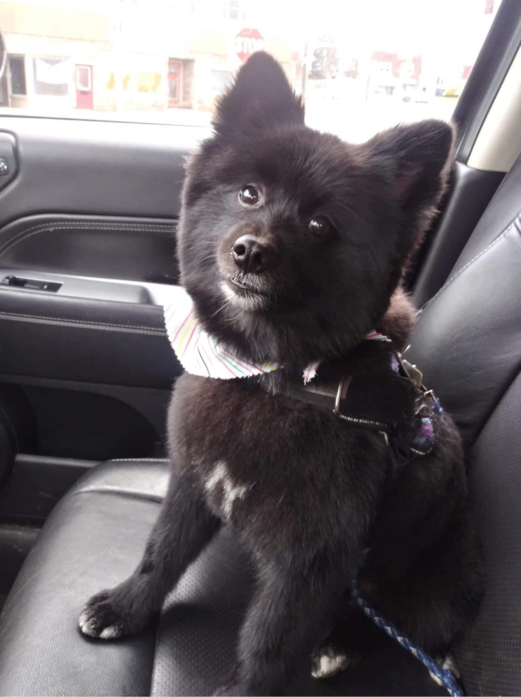 Pomeranian Being Cute