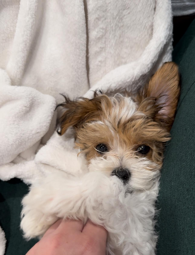 Fluffy Maltipoo Poodle Mix Pup