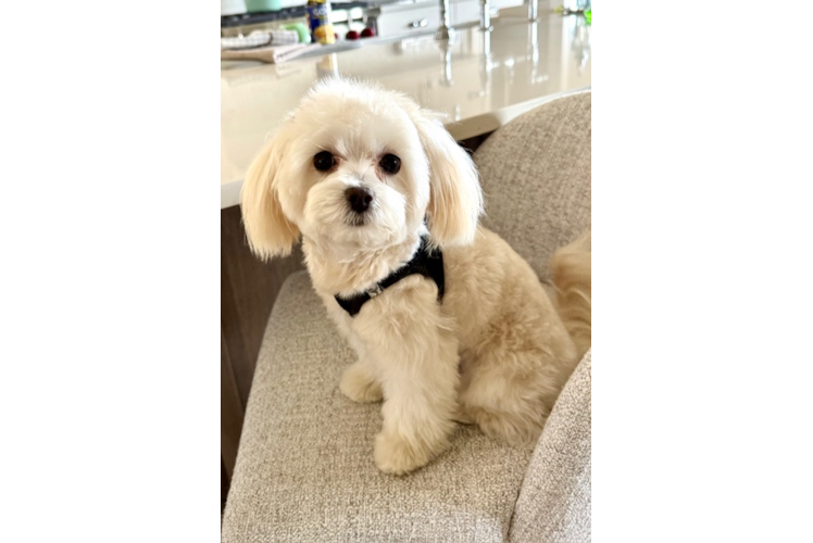 Energetic Maltepoo Poodle Mix Puppy