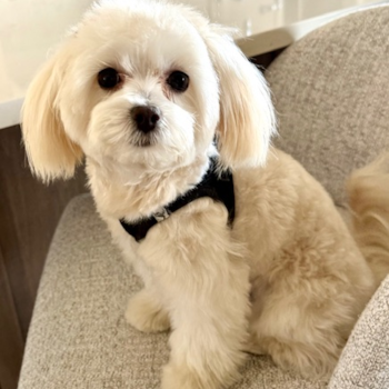 Fluffy Maltipoo Poodle Mix Pup