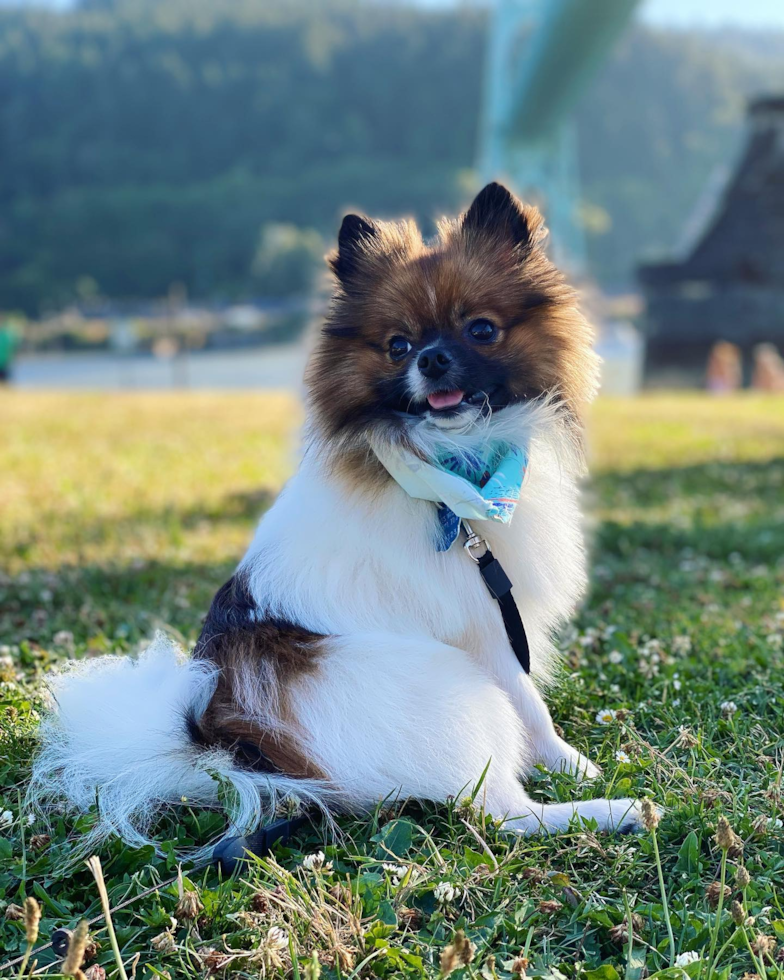 Akc Registered Pomeranian Purebred Pup
