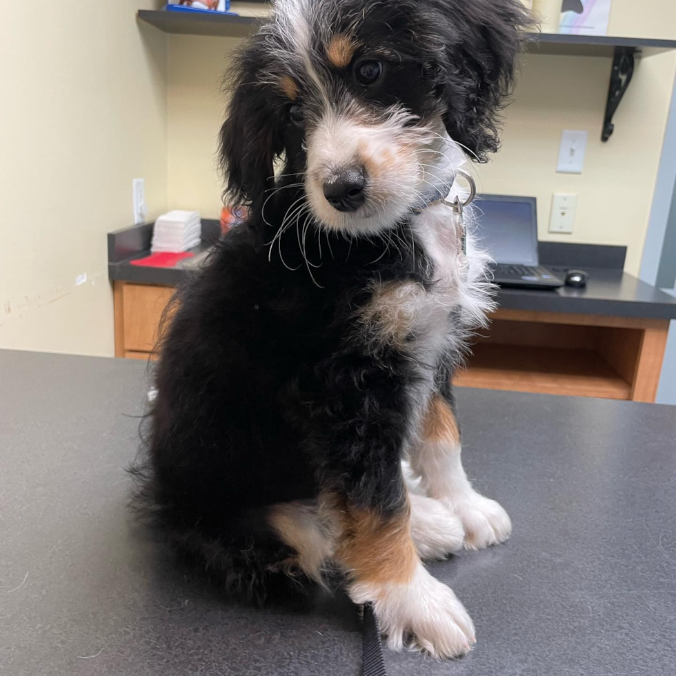 Suffolk Mini Bernedoodle Pup