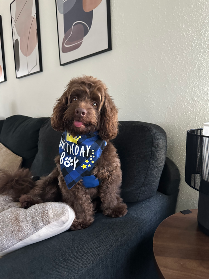 Sweet Cockapoo Pup