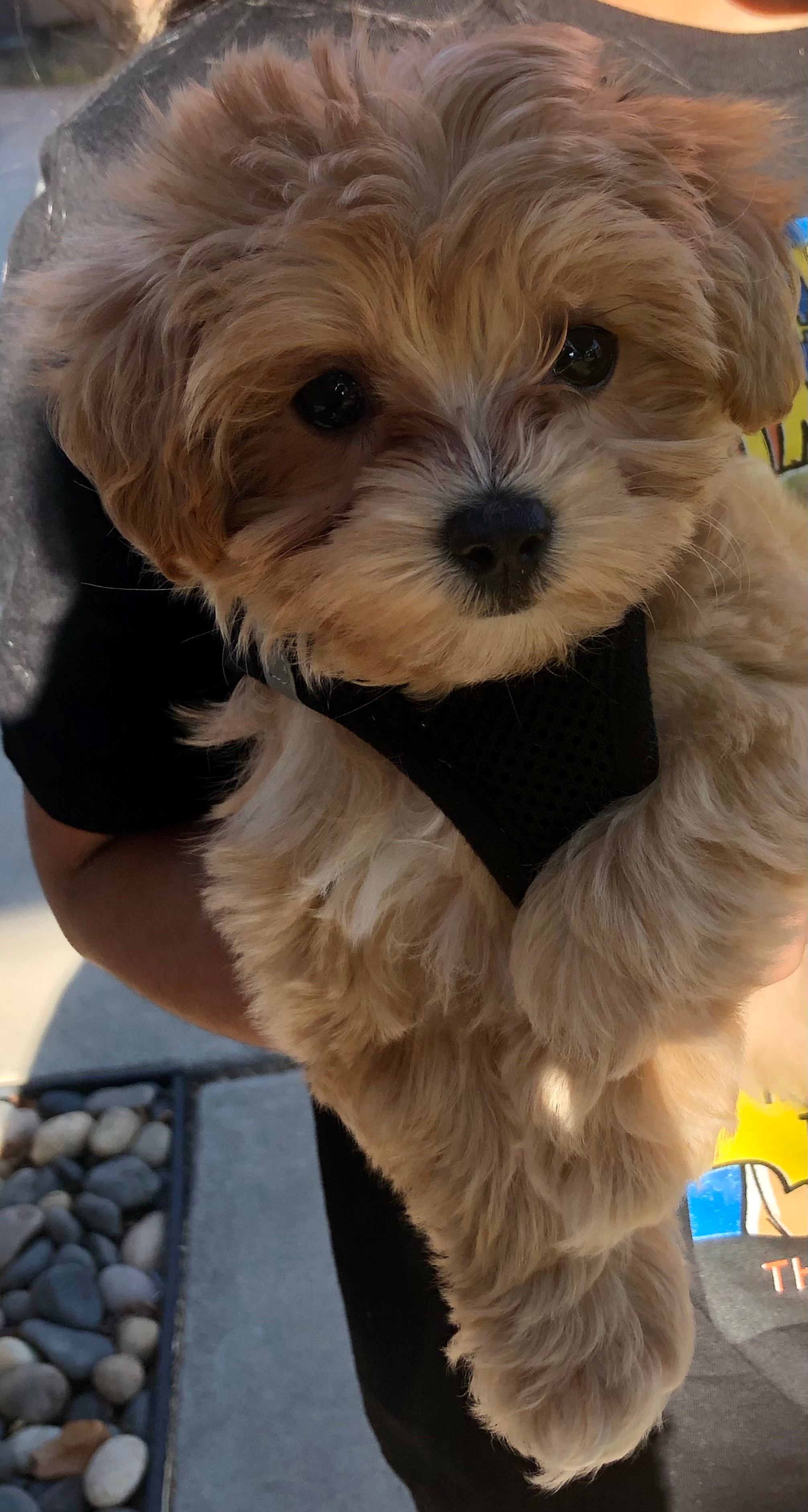 Maltipoo Pup Being Cute