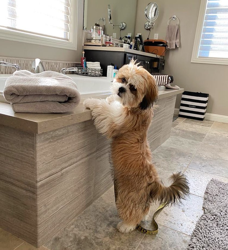 Adorable Shitzu Purebred Pup