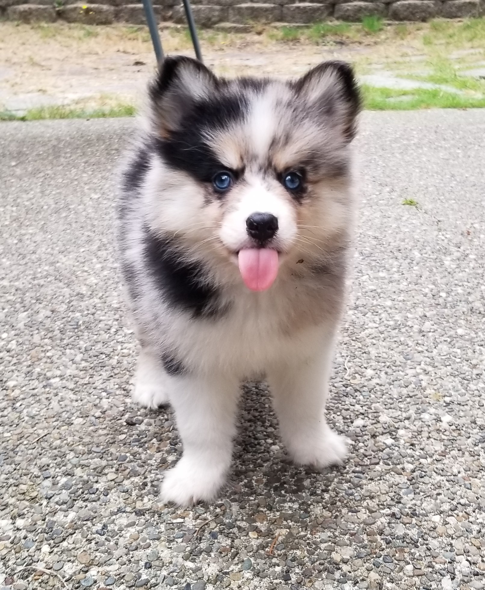 Little Mini Husky Designer Puppy