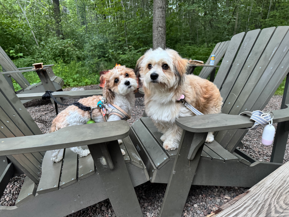 Sweet Aussiechon Pup