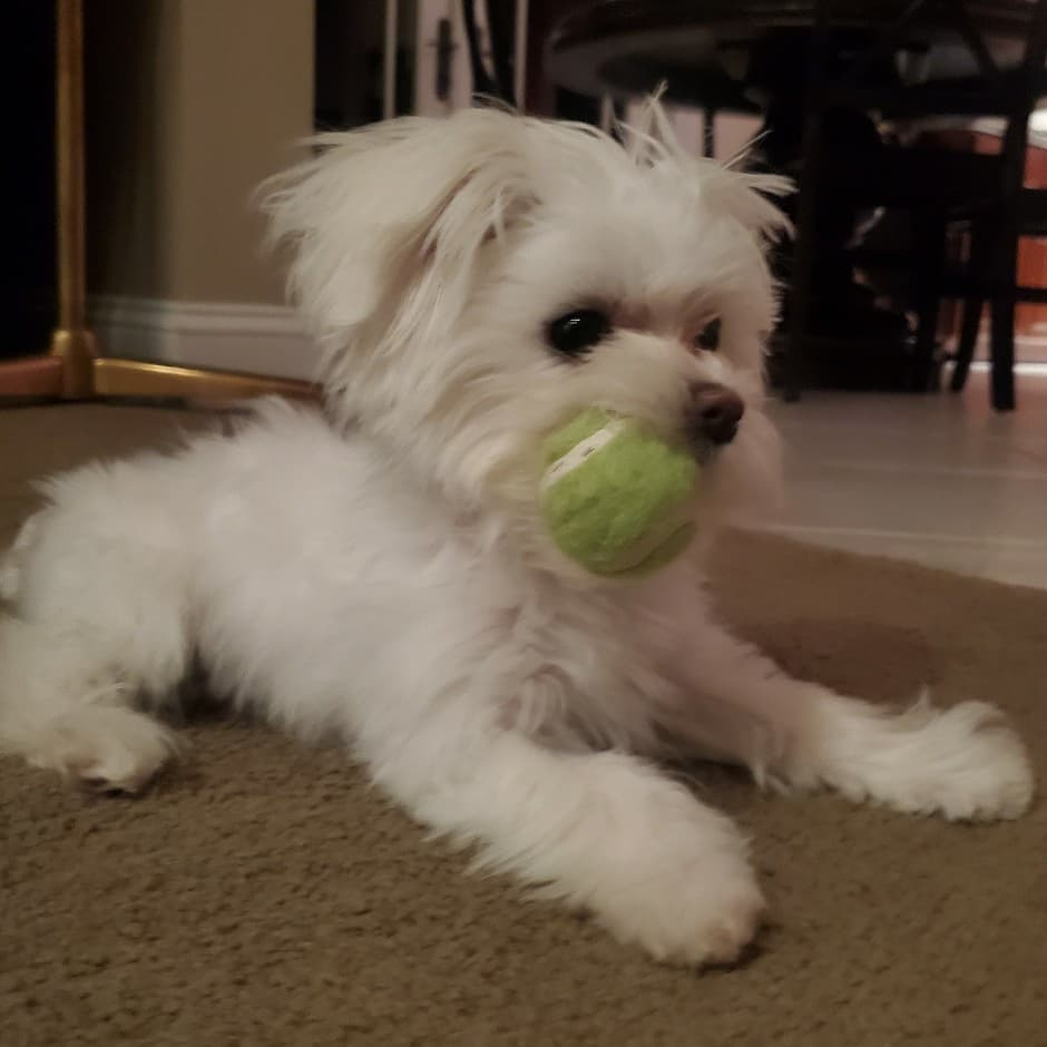 Energetic Maltese Purebred Puppy