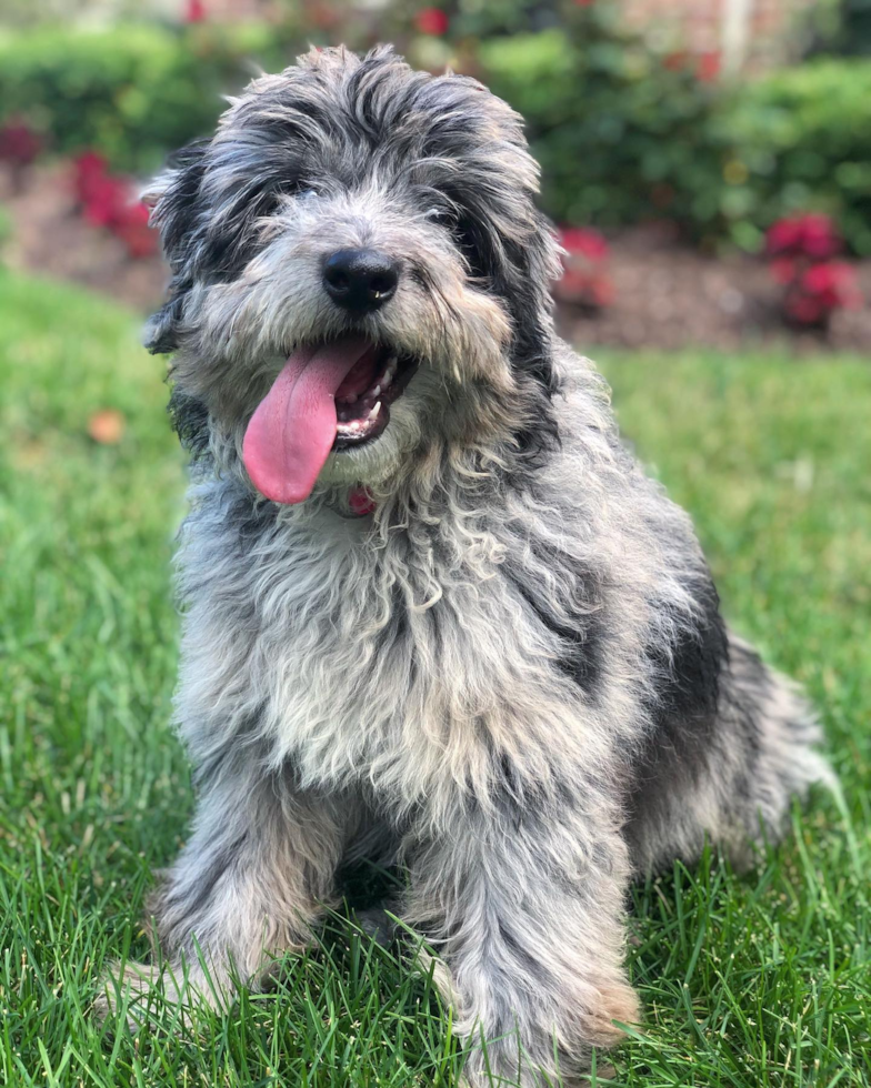 Cute Mini Aussiedoodle Pup in Naperville IL