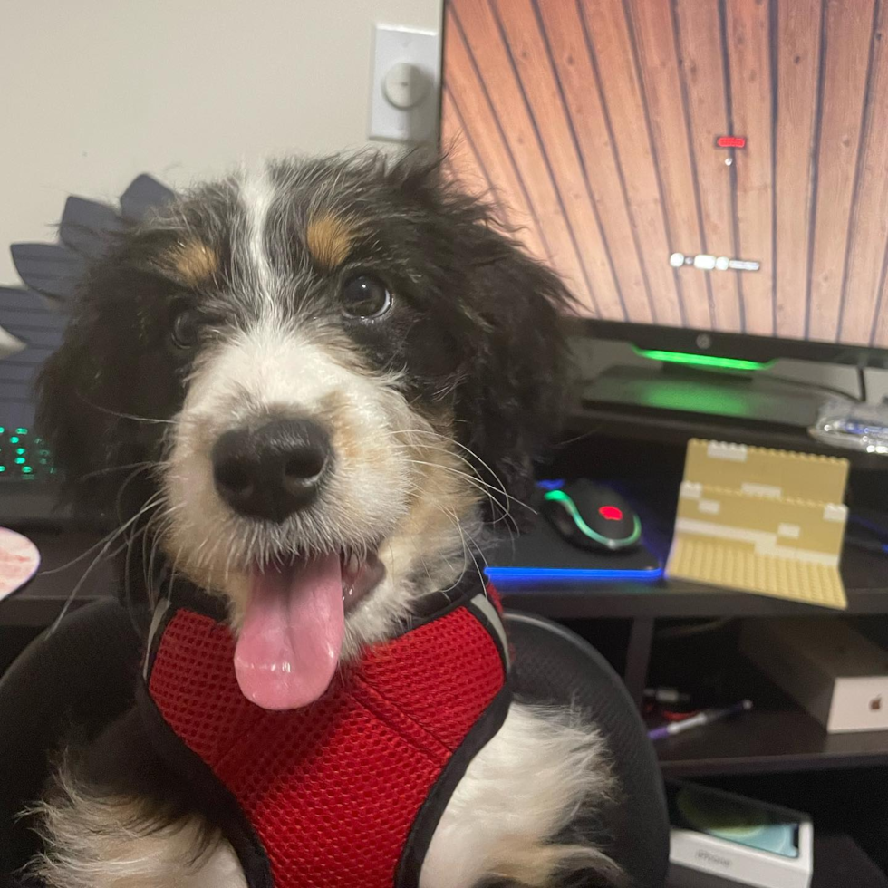 Happy Mini Bernedoodle Pup