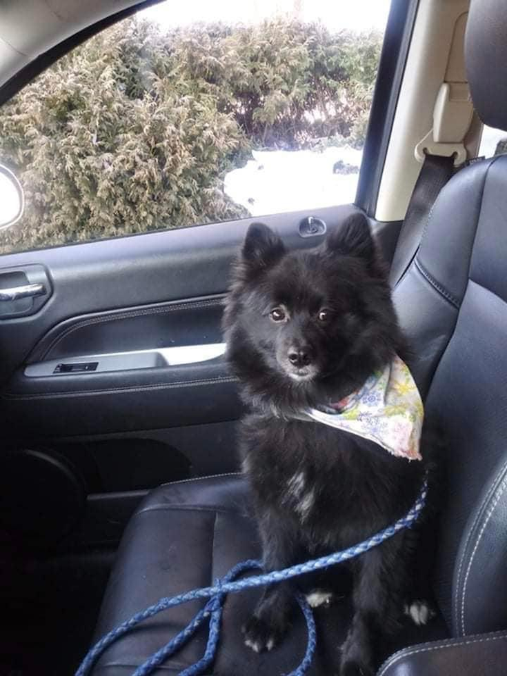 Adorable Pomeranian Purebred Pup