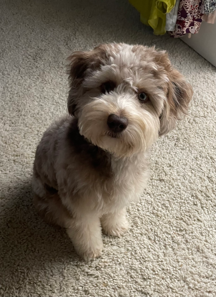 Bean Station Mini Aussiedoodle Pup