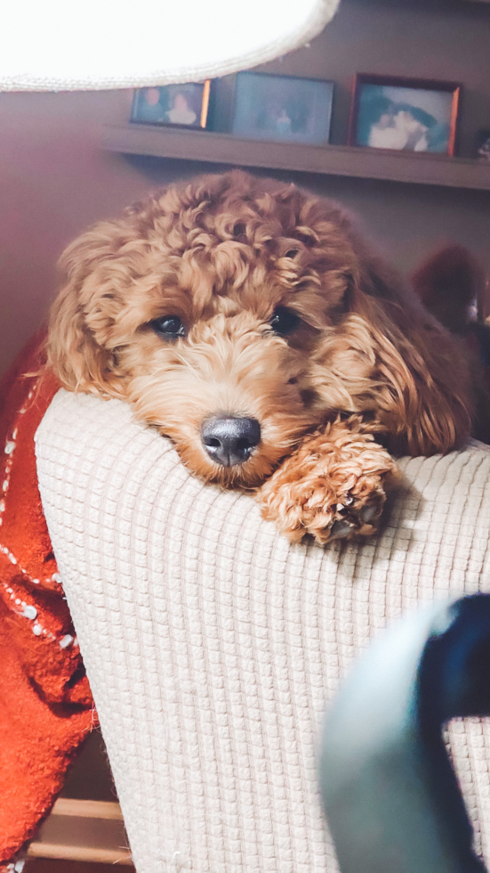 Little Golden Retriever Poodle Mix Pup