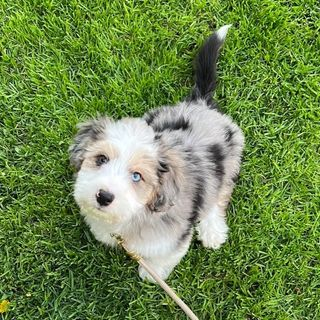 Aussiechon Puppy for Adoption