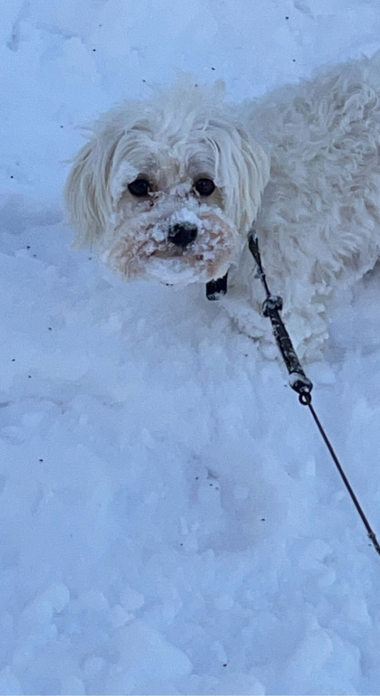 Petite Maltese Purebred Pup