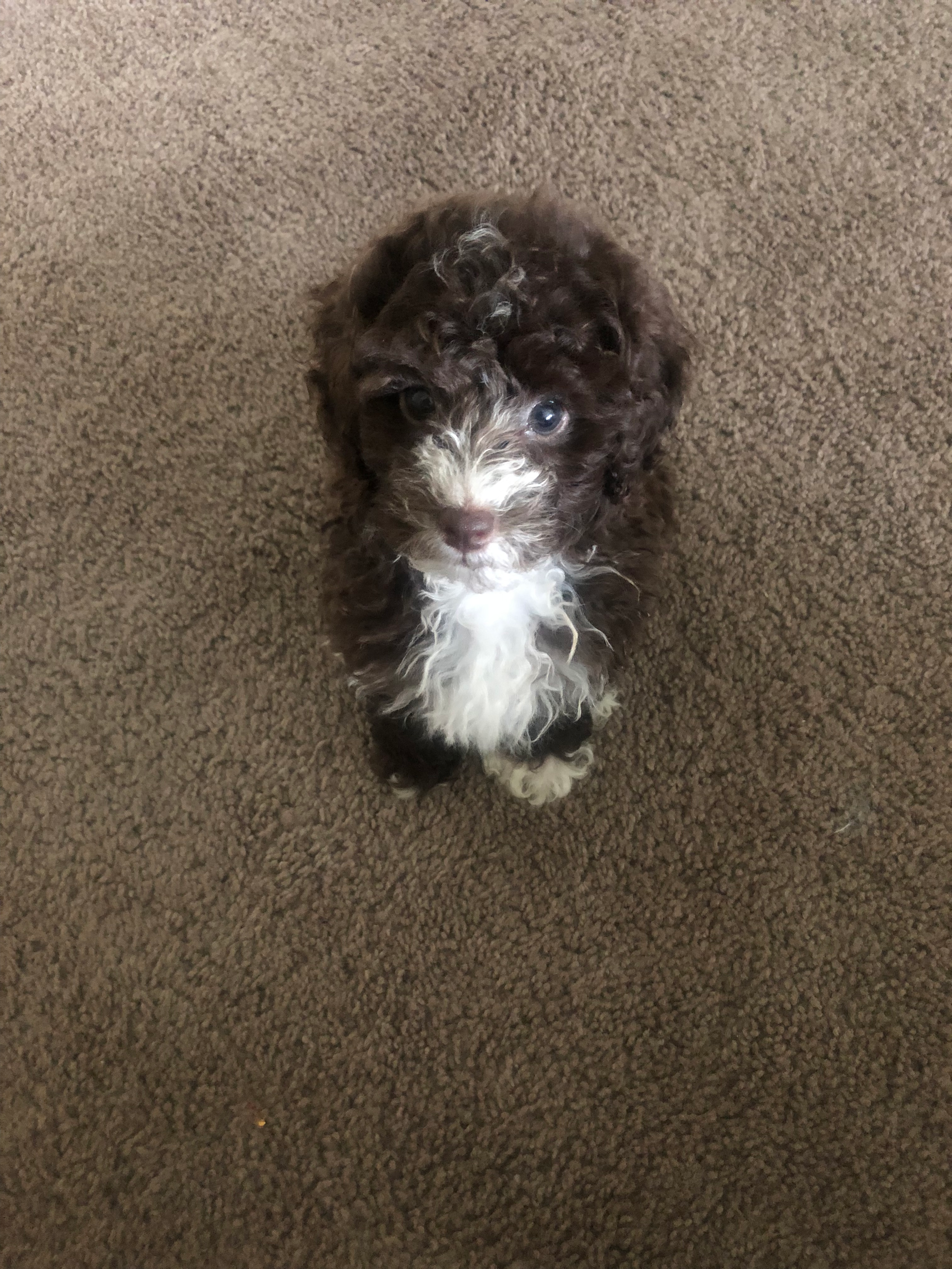 Sweet Pudle Purebred Puppy