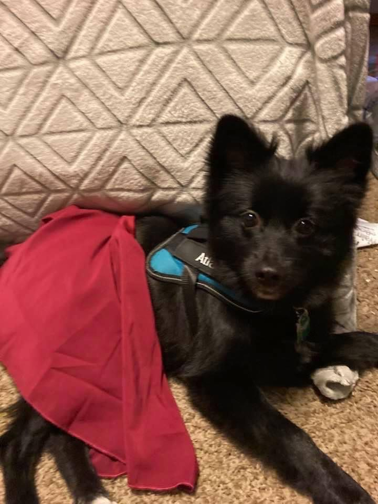 Energetic Pomeranian Pup in