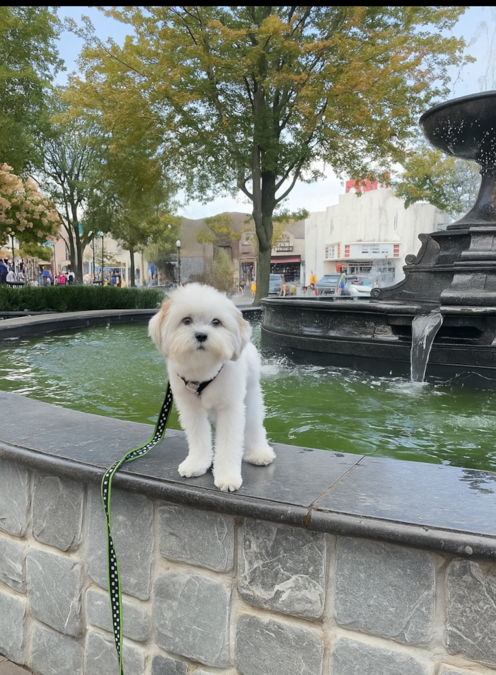 Fluffy Teddy Bear Designer Pup
