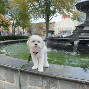 Fluffy Teddy Bear Designer Pup