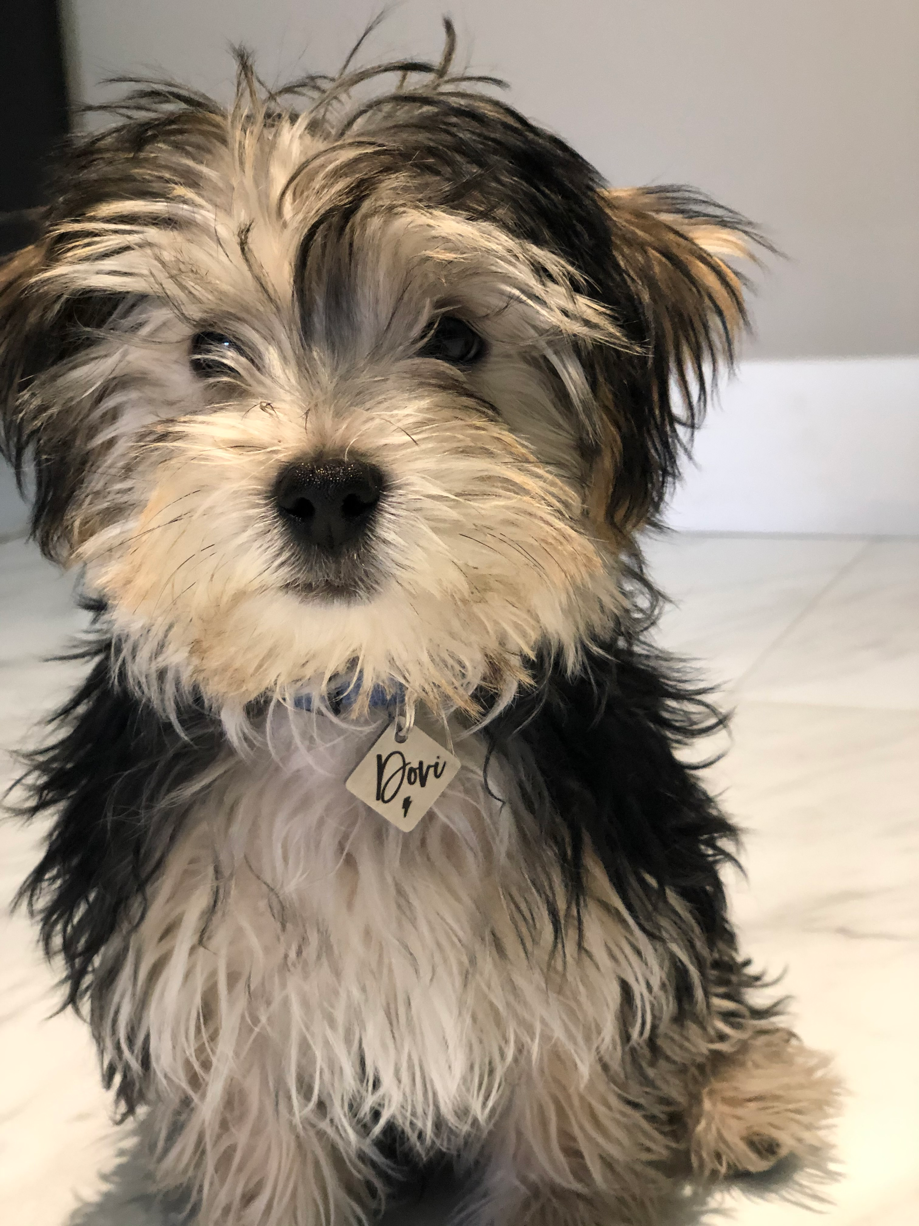 Petite Morkie Designer Pup