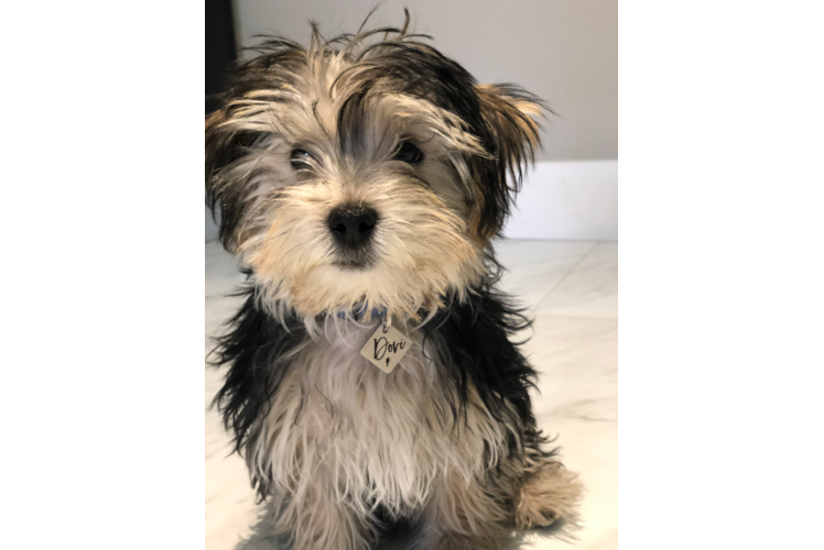 Petite Morkie Designer Pup