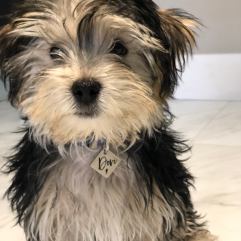Friendly Morkie Pup in