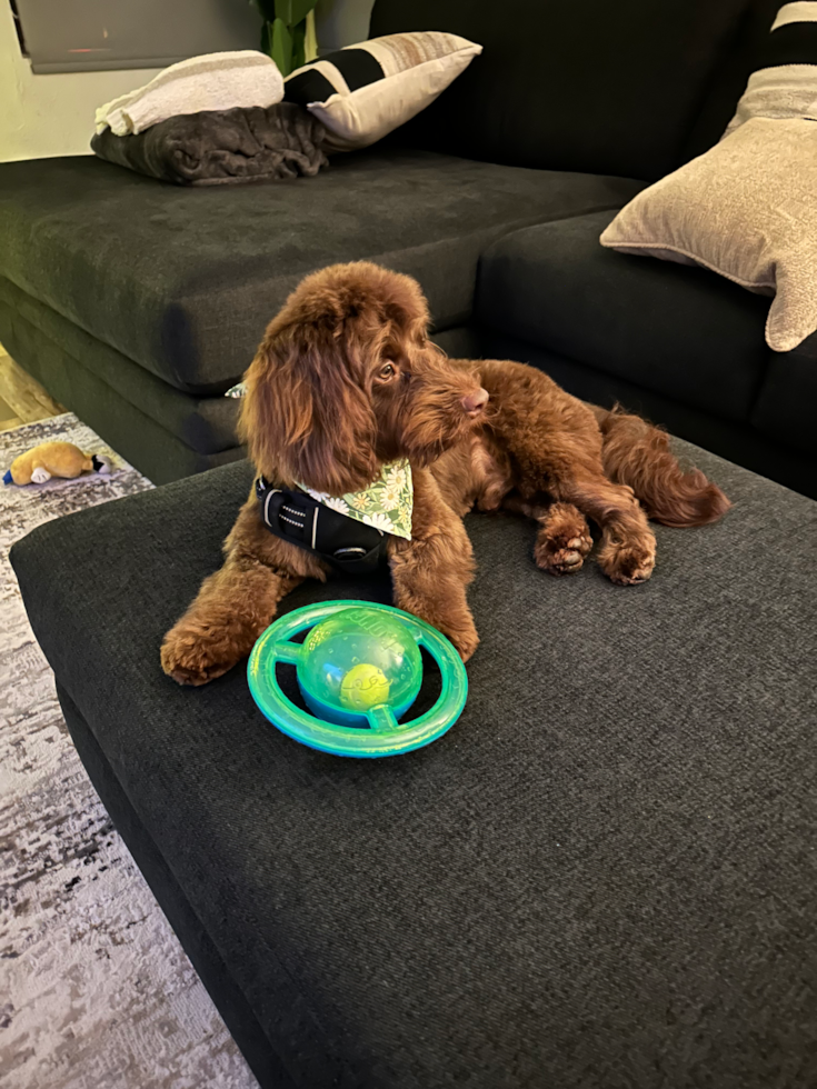 Playful Cockerpoo Poodle Mix Pup