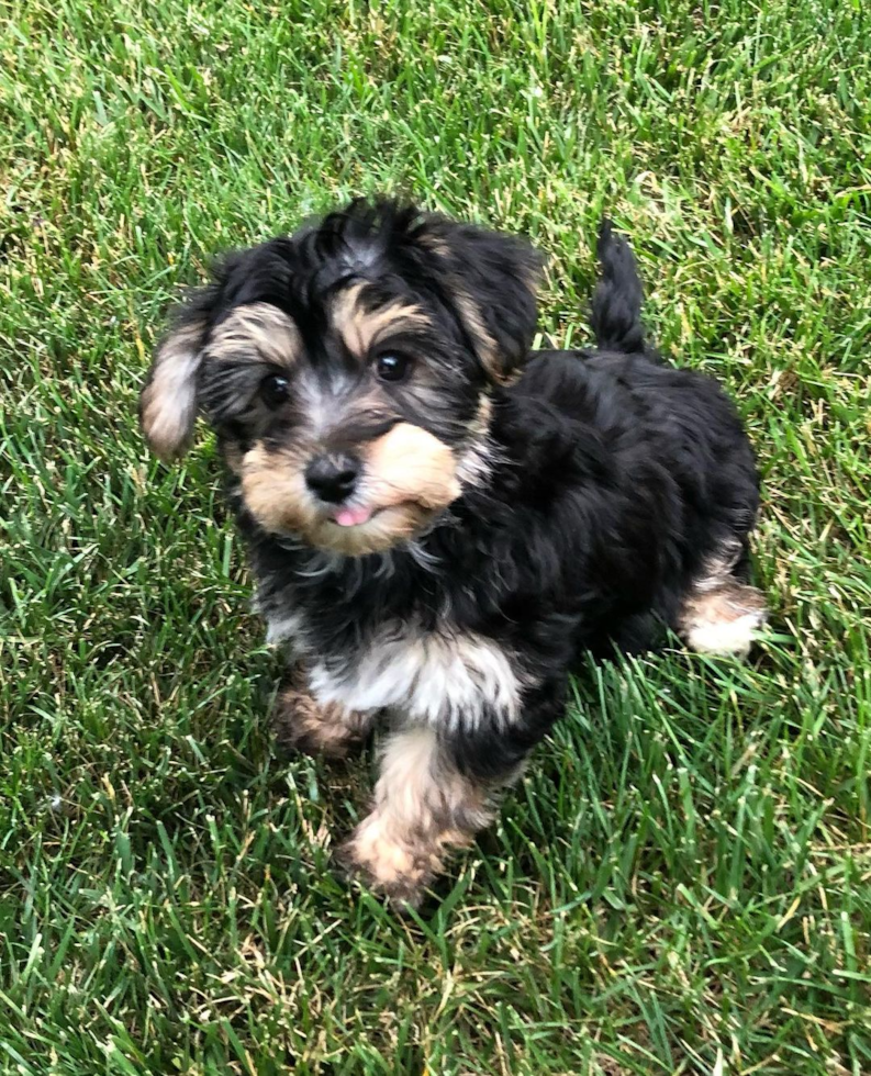 Holland Yorkie Chon Pup