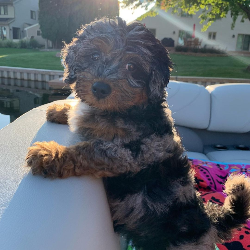 Sweet Mini Bernedoodle Pup