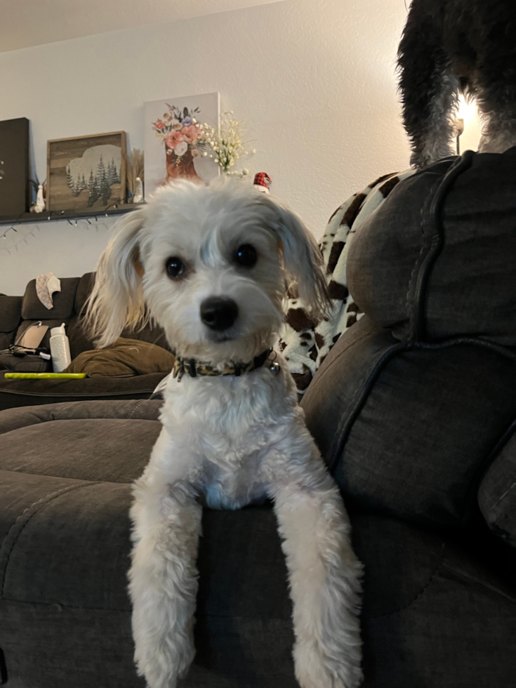 Funny Aussiechon Designer Pup