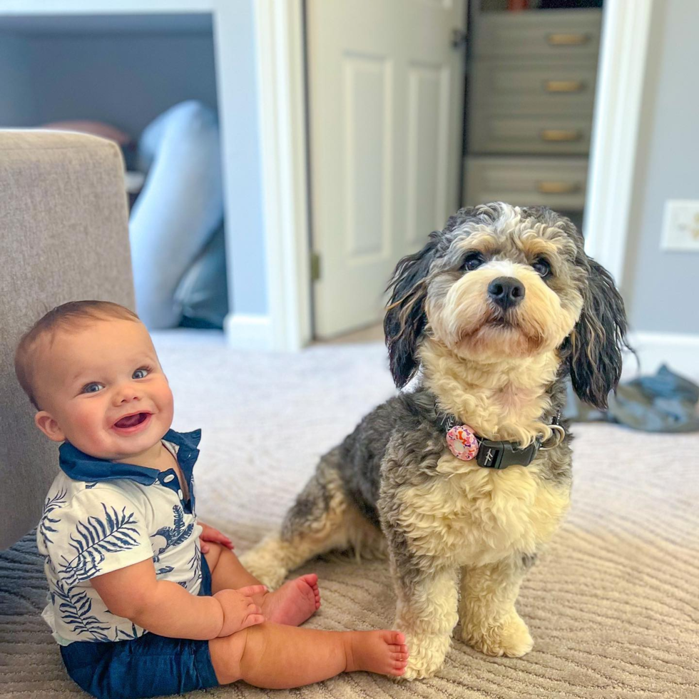 Cute Mini Bernedoodle Pup