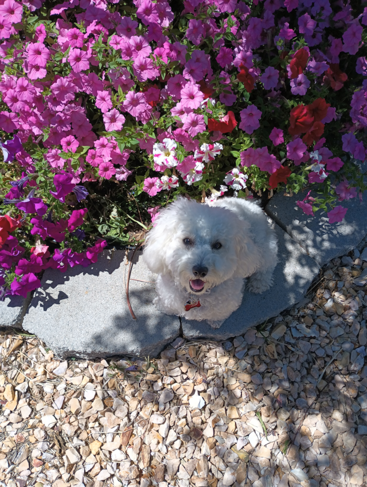 Popular Poochon Poodle Mix Pup