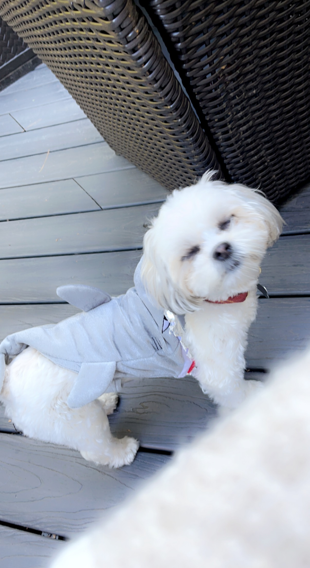 Teddy Bear Pup Being Cute