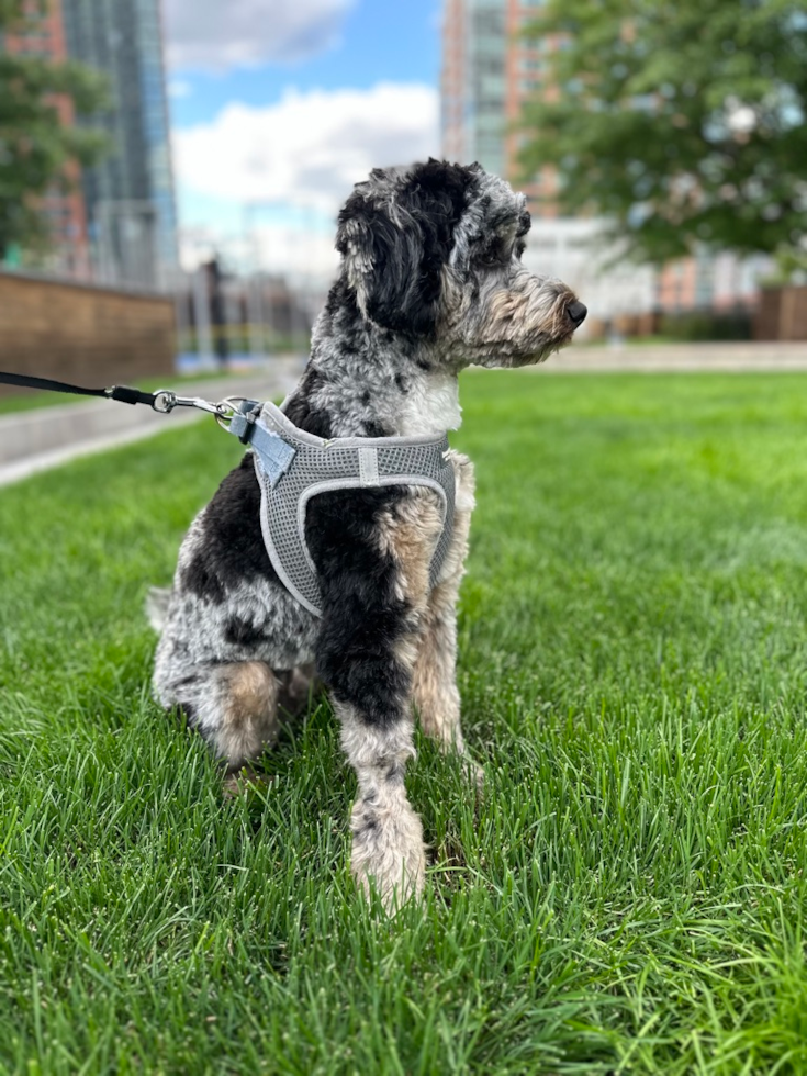 Mini Aussiedoodle Pup