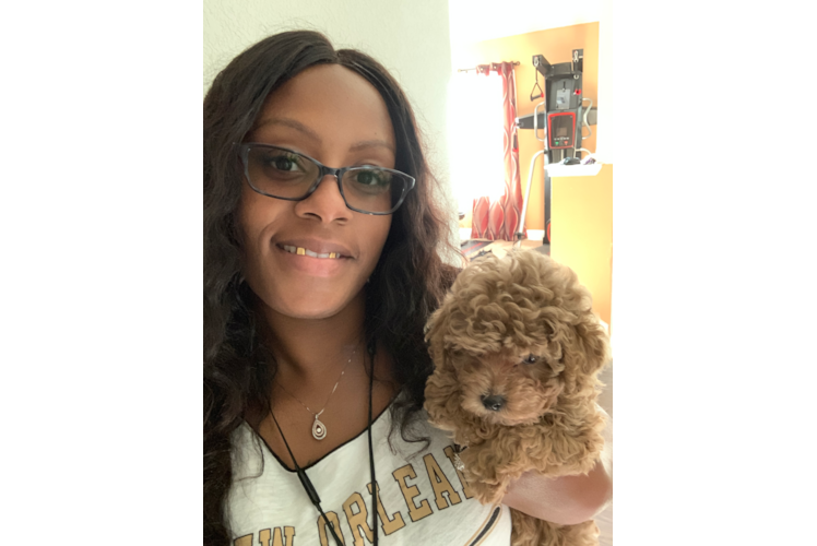 Cavapoo Pup Being Cute